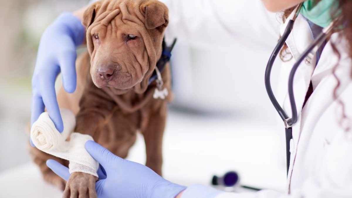 PERFIL SALUD MASCOTAS